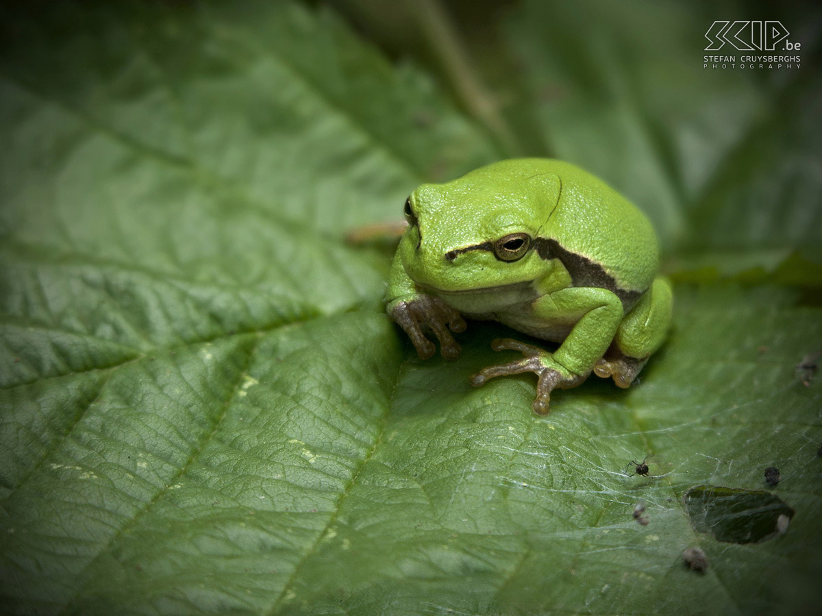 Tree frogs Photos of some European tree frogs (Hyla arborea) in a nature reserve. The frogs are range from 3 to 4 cm in length. Stefan Cruysberghs